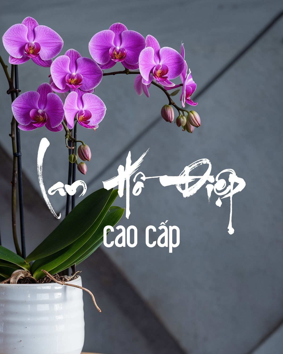 Điện Hoa Cao Cấp Hà Nội - Đặt Online Giao Nhanh 2H Nội Thành - Hoa Lang Thang