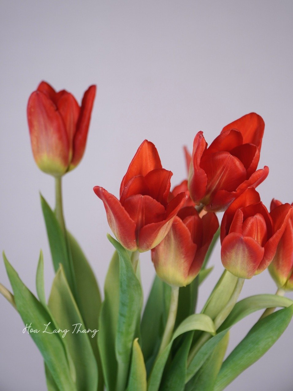 Bouquet hoa tulip đỏ rực rỡ, kiểu cắm tự nhiên, tạo không gian tươi mới