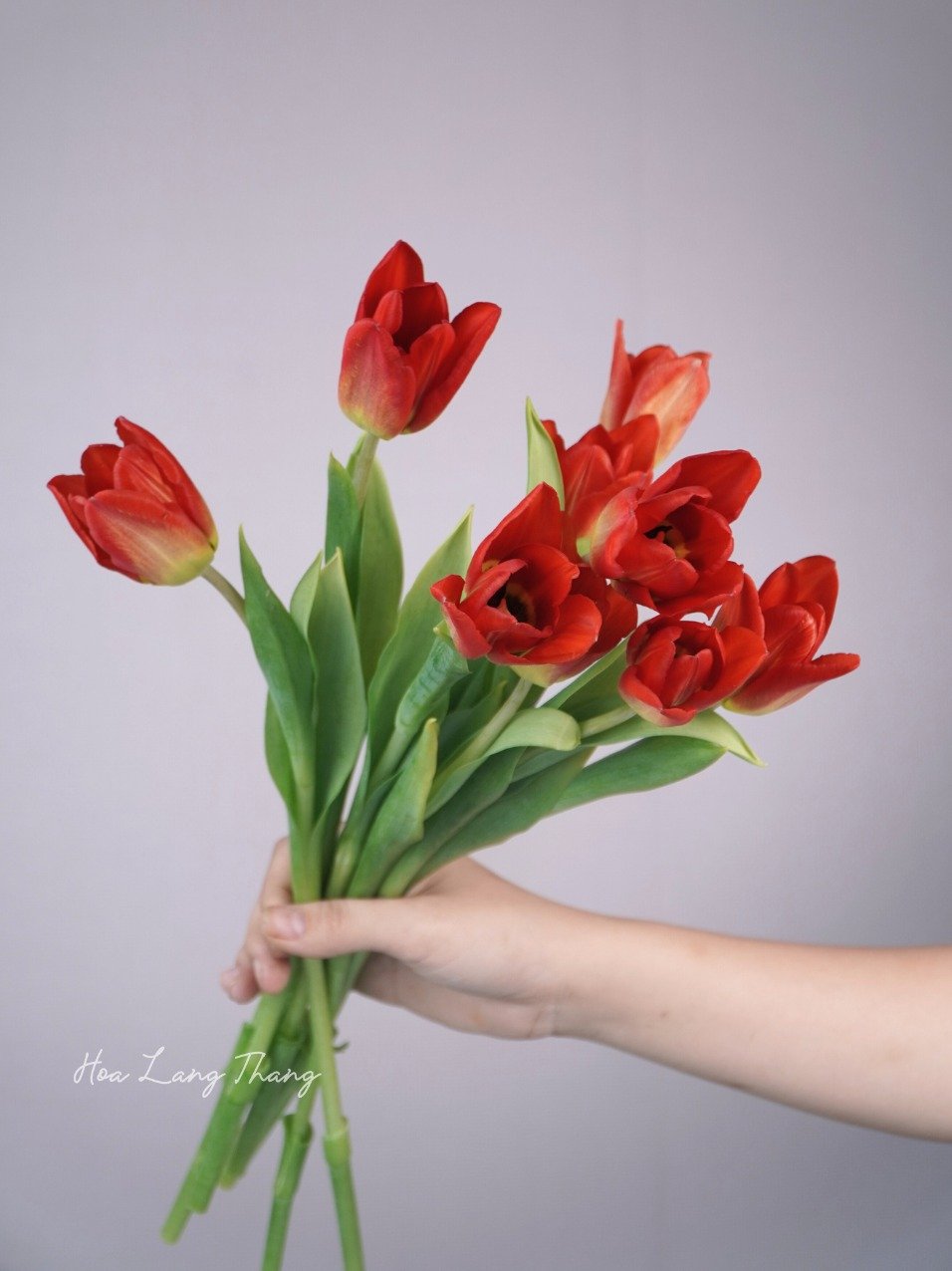 Bó hoa tulip đỏ tươi xinh đẹp thích hợp làm quà tặng