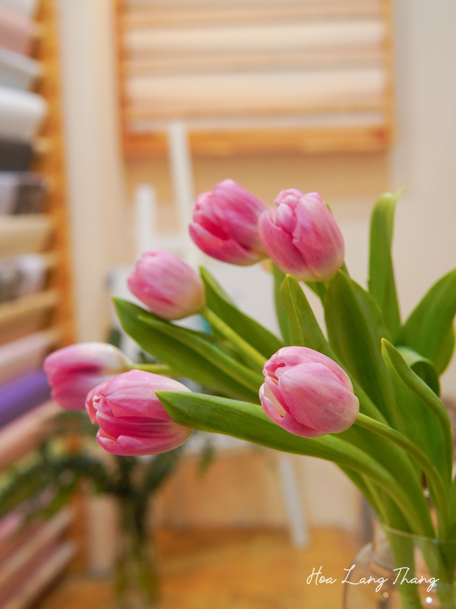 Bó hoa tulip hồng dễ thương cắm trong bình, tạo không gian tươi sáng