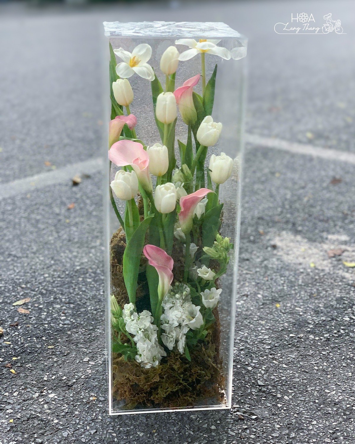 Chậu hoa gồm tulip trắng, hồng và <a href=