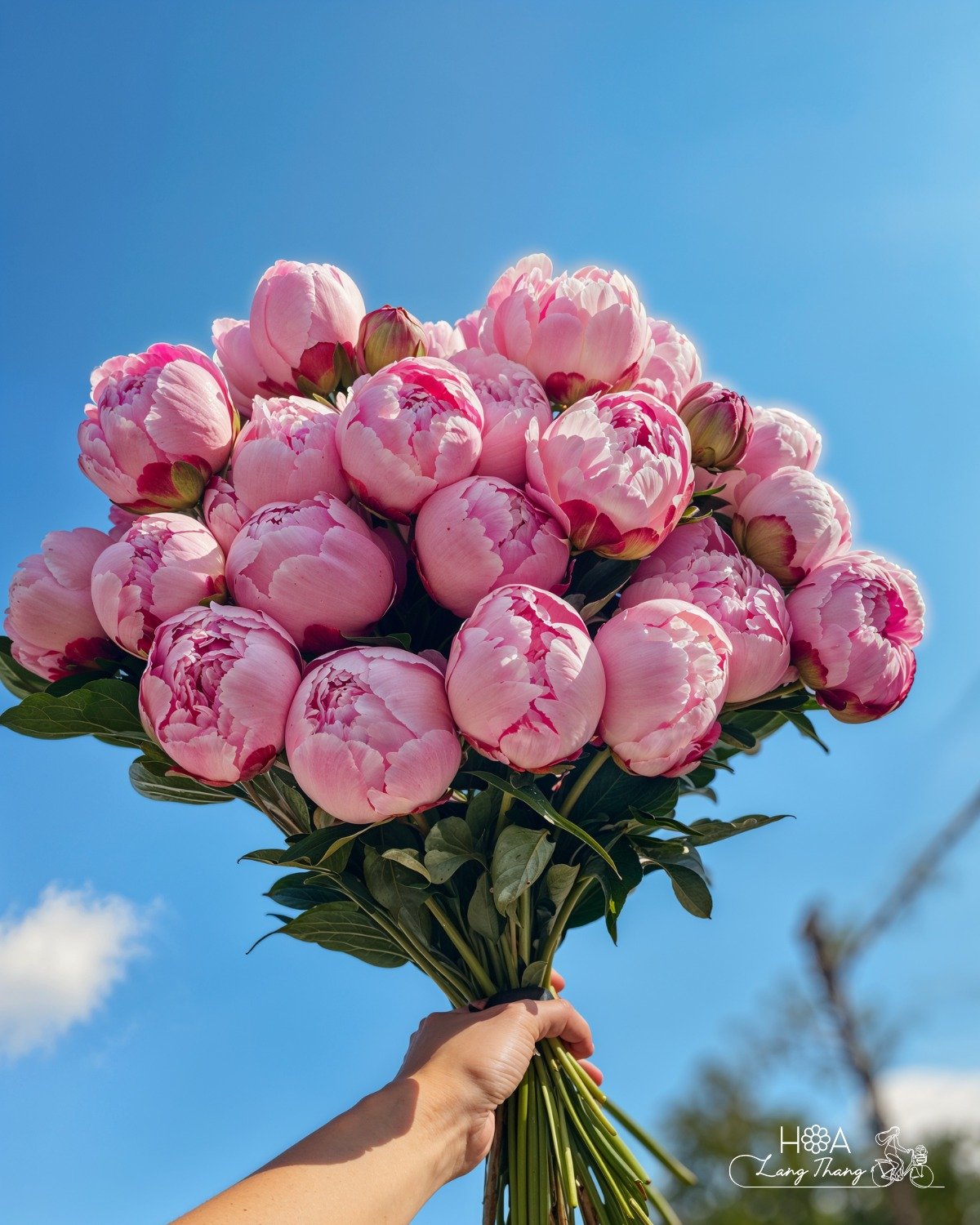 Bó hoa peony hồng rực rỡ giữa nền trời xanh, thích hợp cho các dịp trang trọng