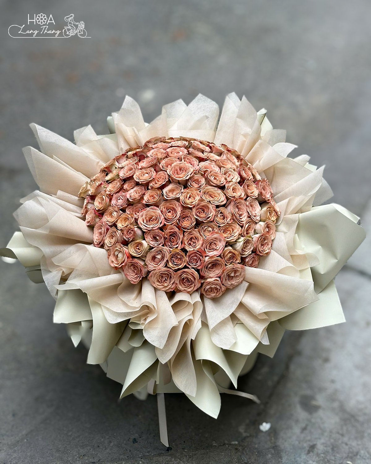 🌸 Bó hoa hồng Capu khổng lồ 100 bông  – Sắc màu lạ, nổi bật mọi khoảnh khắc!