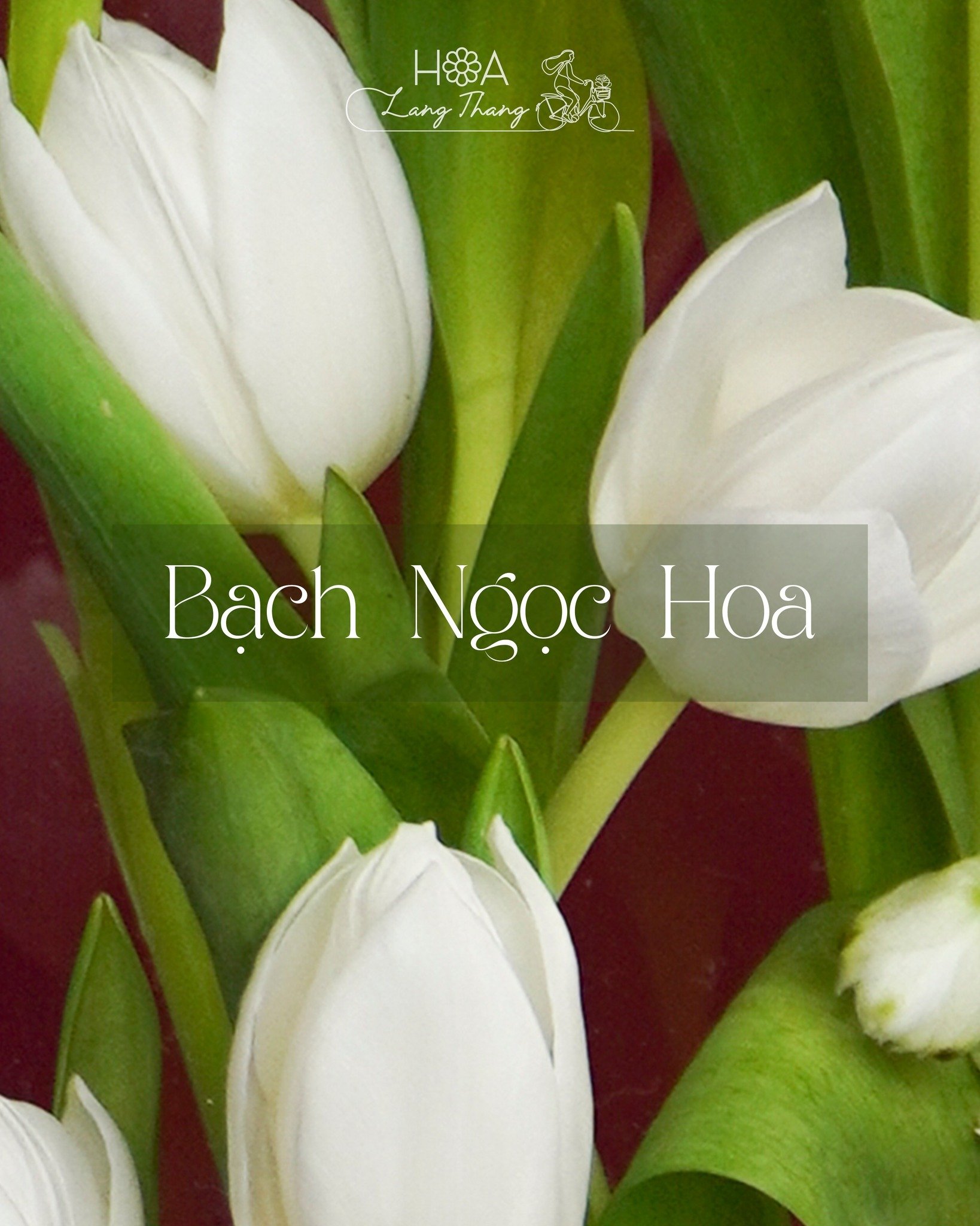 Bình hoa tulip trắng thanh lịch, thích hợp trang trí hoặc làm quà tặng