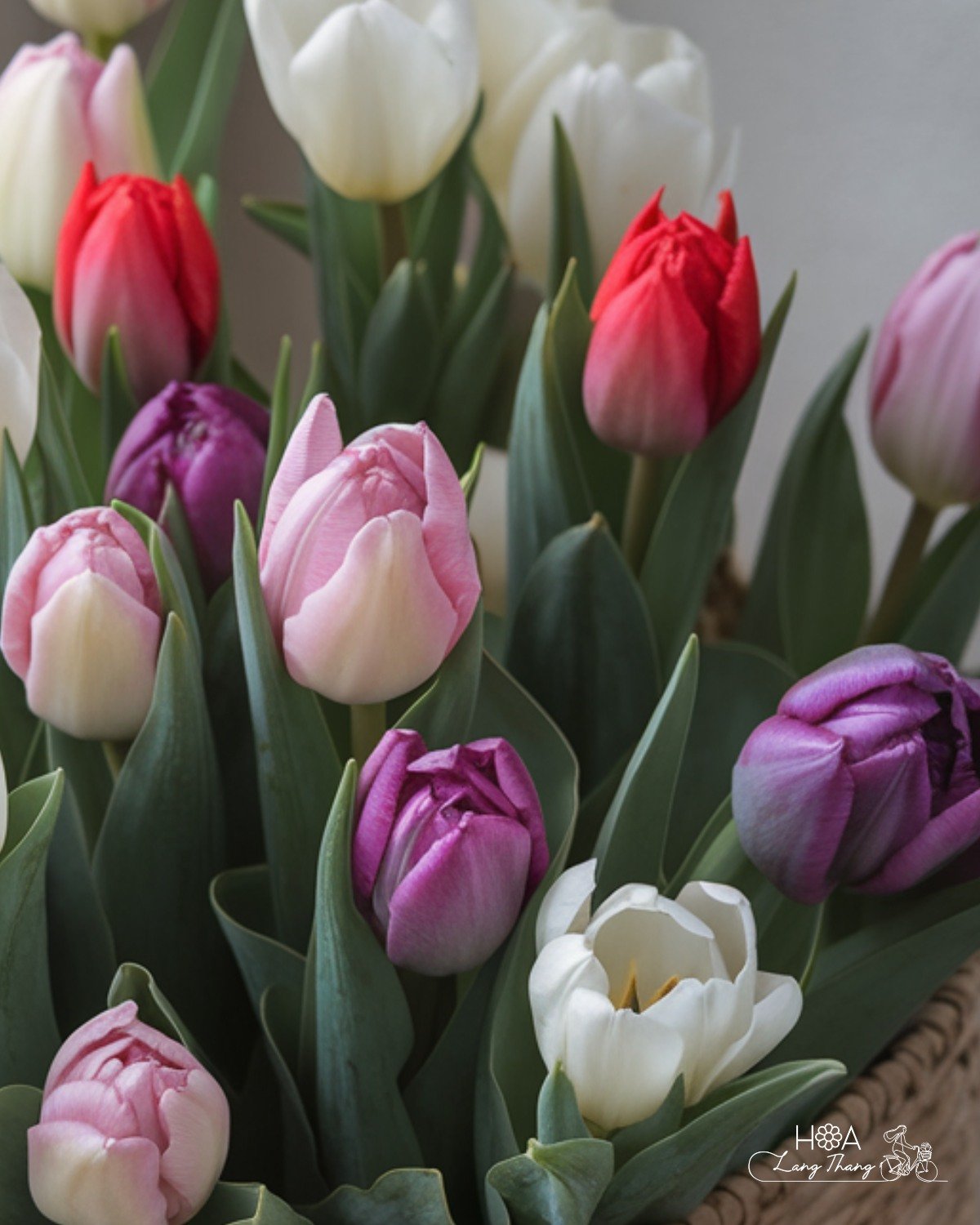 Lẵng hoa tulip đa sắc với các màu đỏ, trắng, hồng và tím, kiểu cắm đẹp mắt
