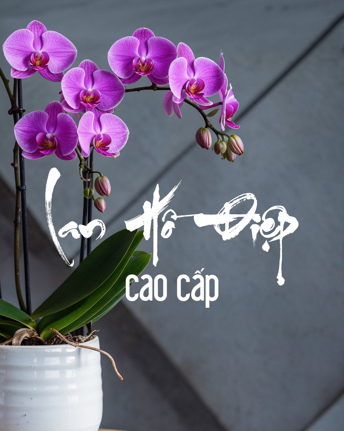 Cành lan hồ điệp tím đẹp, cắm trong chậu trắng, phong cách hiện đại