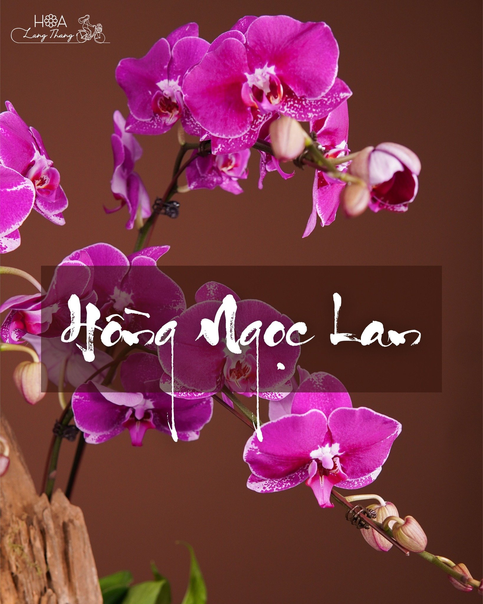 Cây lan hồ điệp tím rực rỡ, kiểu cắm nghệ thuật độc đáo