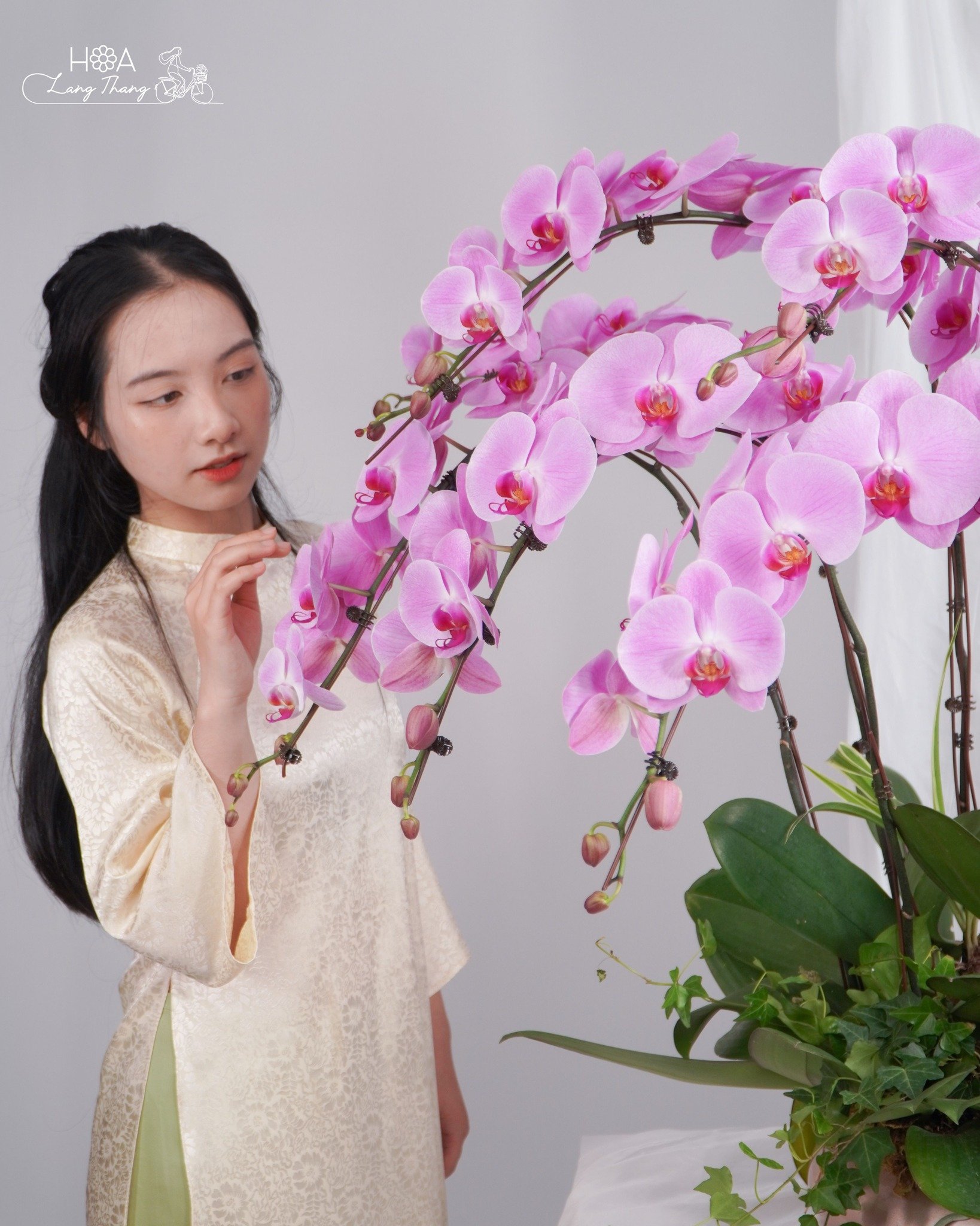 Cô gái chăm sóc hoa lan hồ điệp hồng, tạo dáng nhẹ nhàng bên bình hoa
