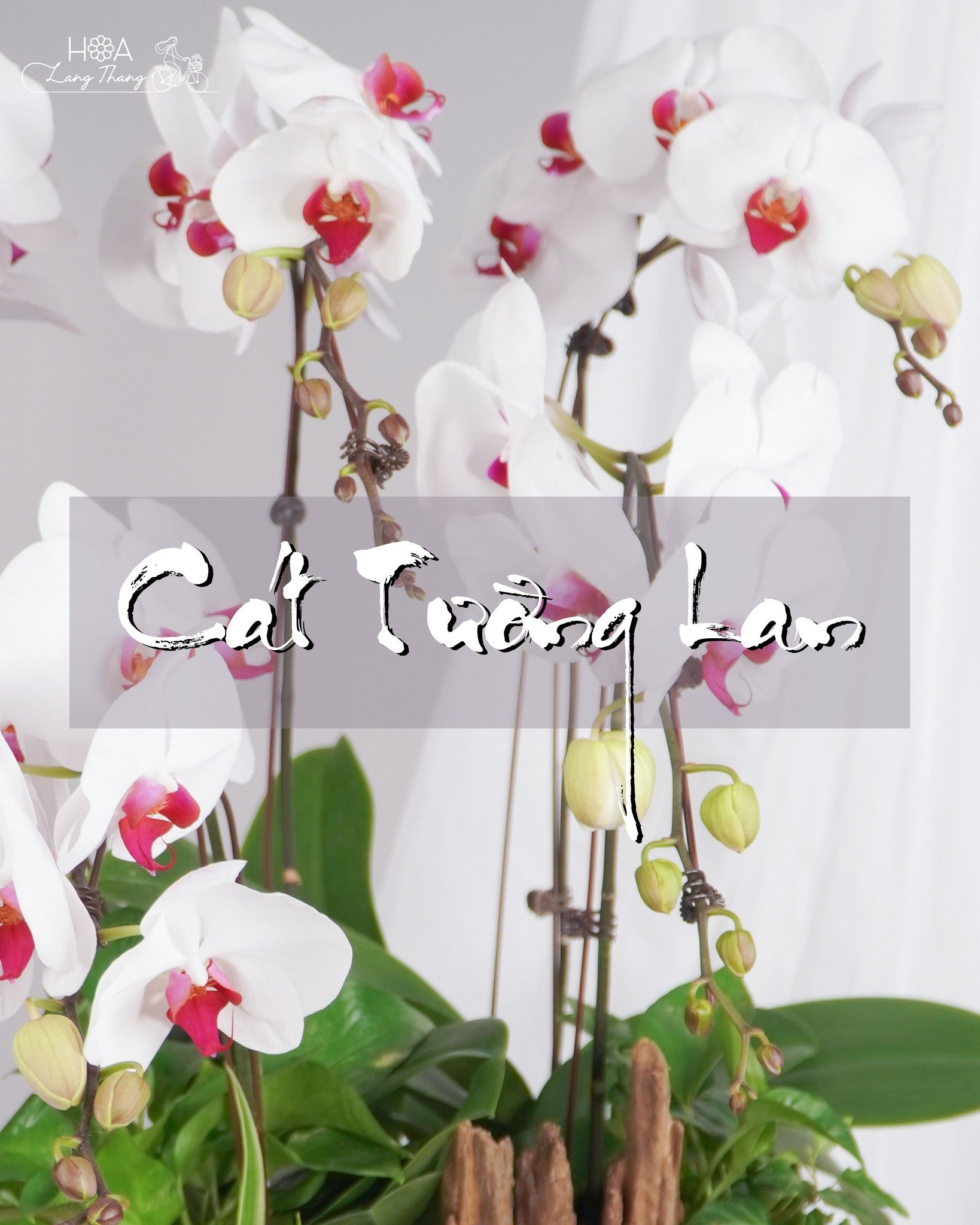 Bình hoa lan hồ điệp trắng thu hút với kiểu cắm sang trọng và tinh tế