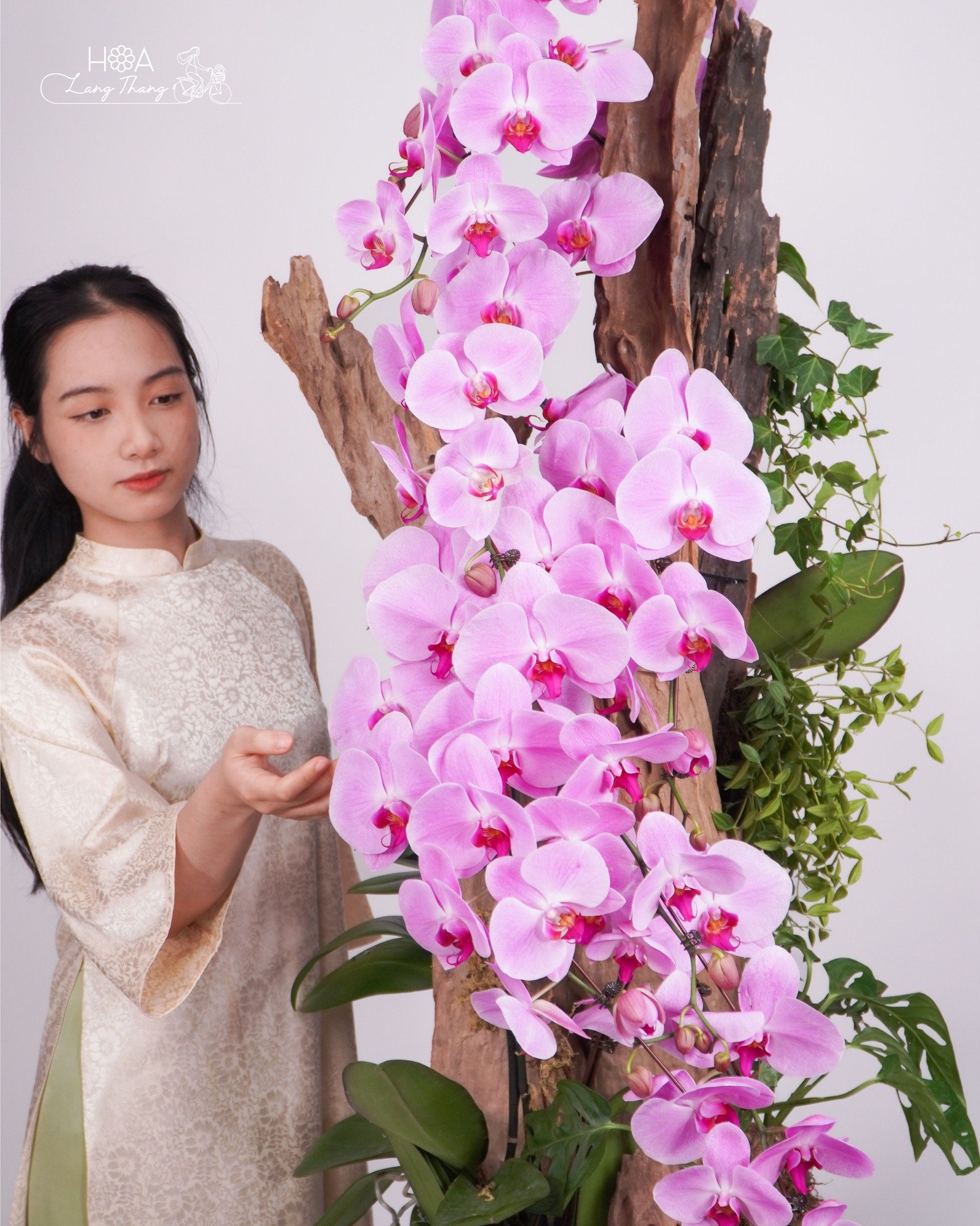 Người mẫu bên cành lan hồ điệp tuyệt đẹp màu hồng, kiểu cắm tự nhiên