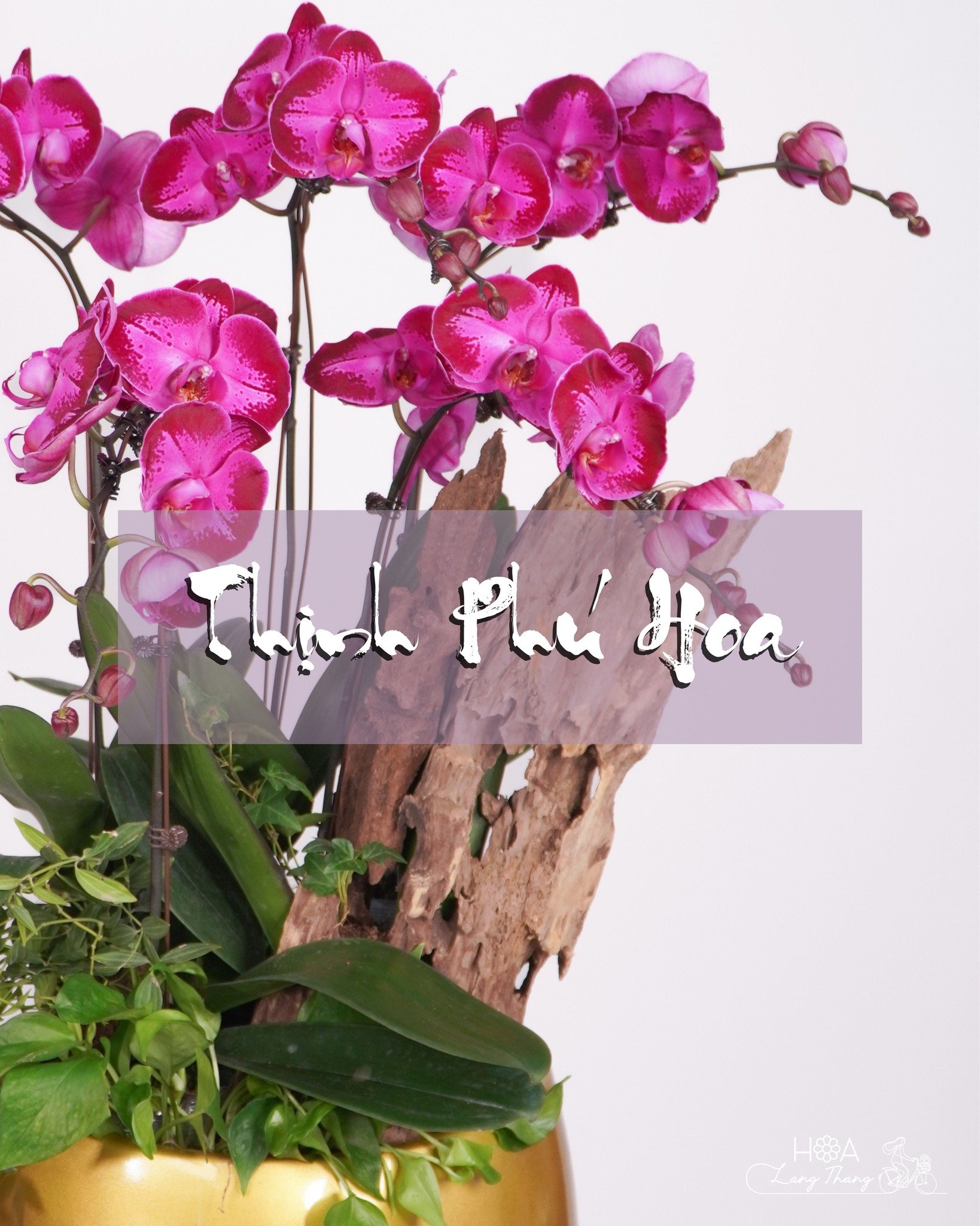 Một bình lan hồ điệp tím nở rực rỡ, kiểu cắm sang trọng, thích hợp trang trí