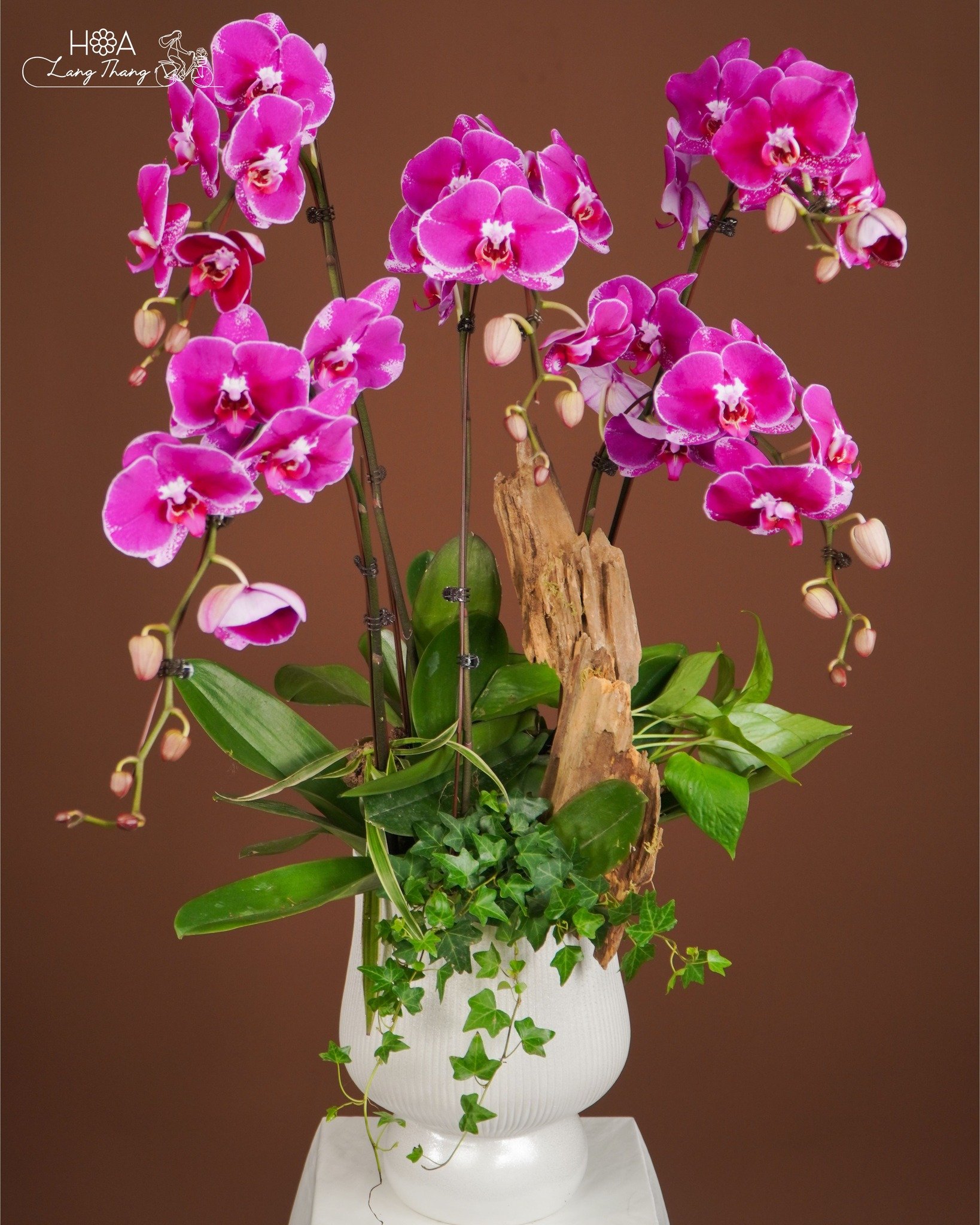 Bình hoa lan hồ điệp tím rực rỡ, kiểu cắm độc đáo với nhiều sắc hoa