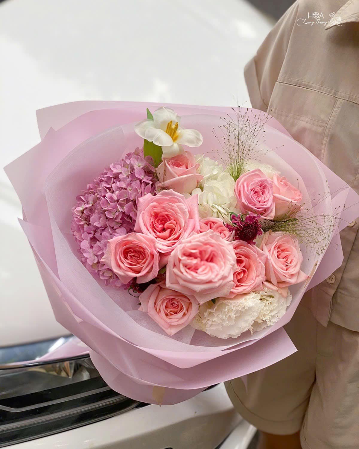 Hoa hồng Ohara có nguồn gốc từ Pháp và được trồng phổ biến trên toàn thế giới. Với đường kính hoa từ 8 đến 12 cm, bông hoa ma