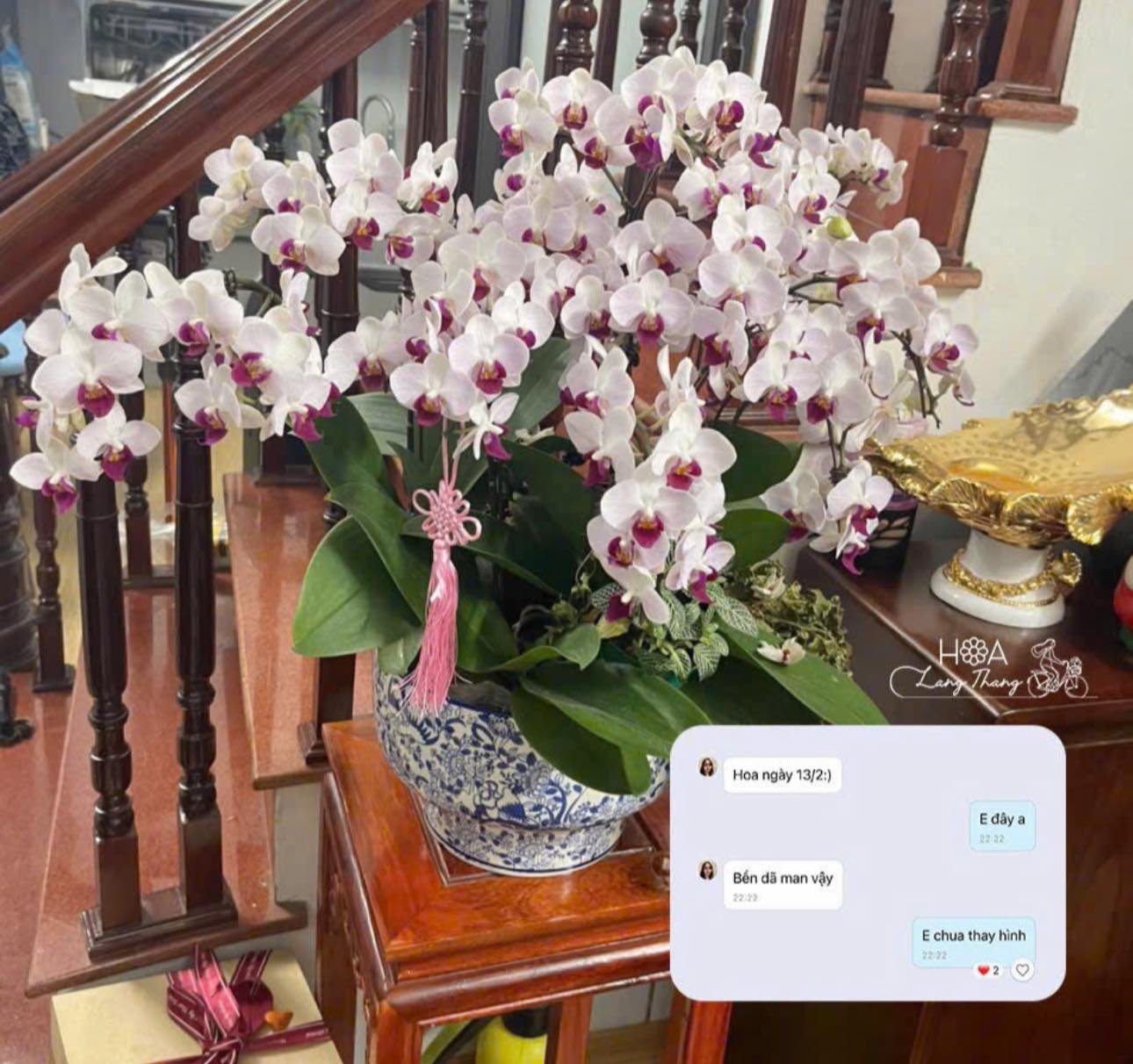 Hoa lan hồ điệp trắng, cắm bình sang trọng, thích hợp trang trí không gian sống