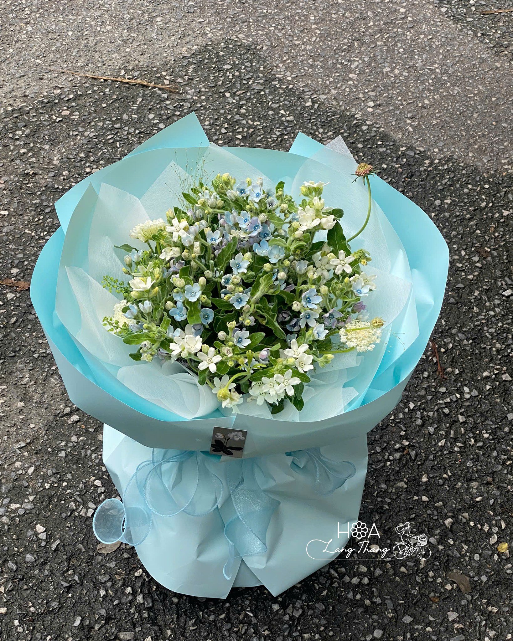 'Hoa lam tinh, còn được gọi là hoa sao xanh, mang ý nghĩa về sự ghé thăm của tình yêu, niềm hy vọng và sự an yên trong tâm hồ