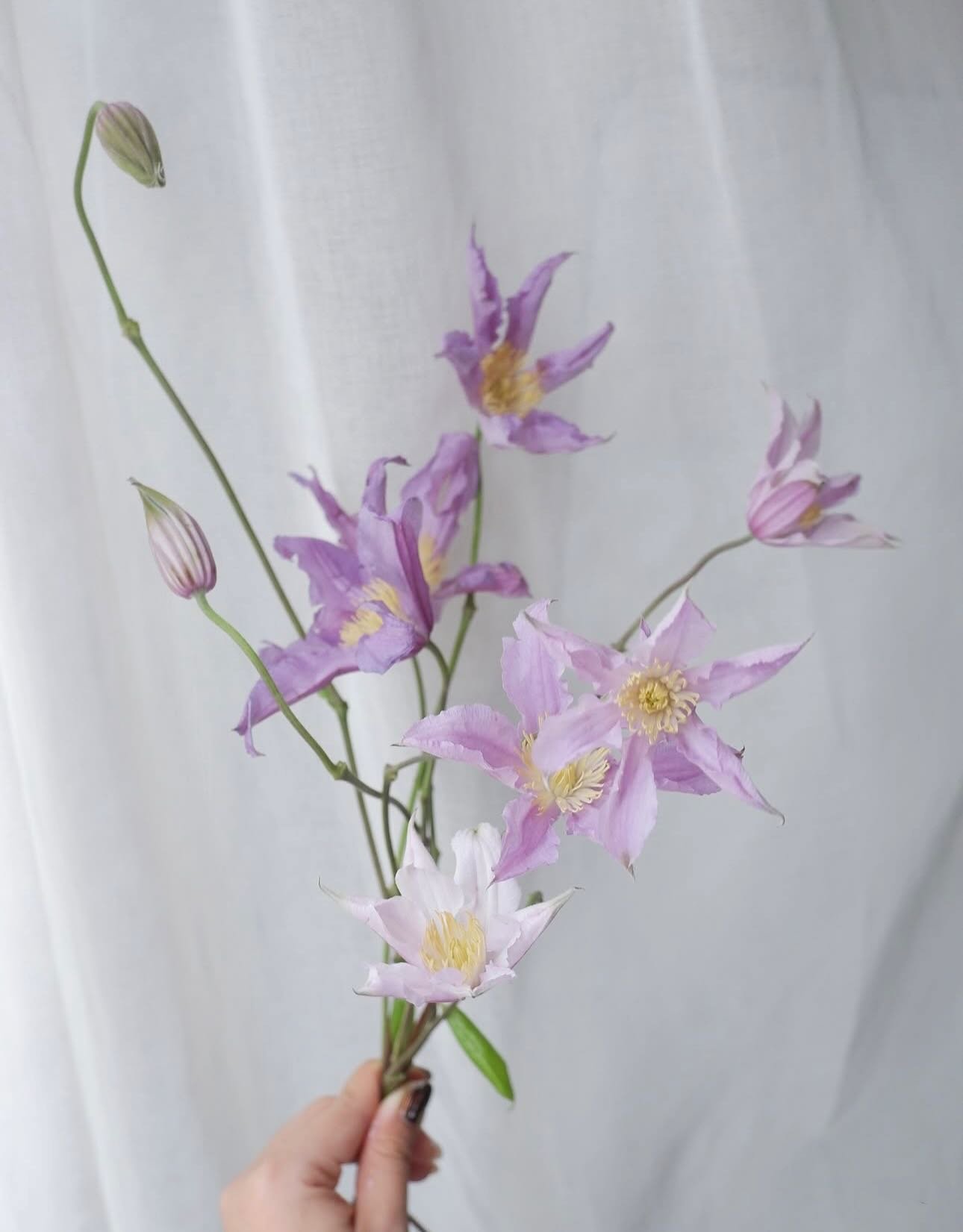 Bouquet hoa lan hồ điệp tím và trắng đẹp mắt, kiểu cắm tay