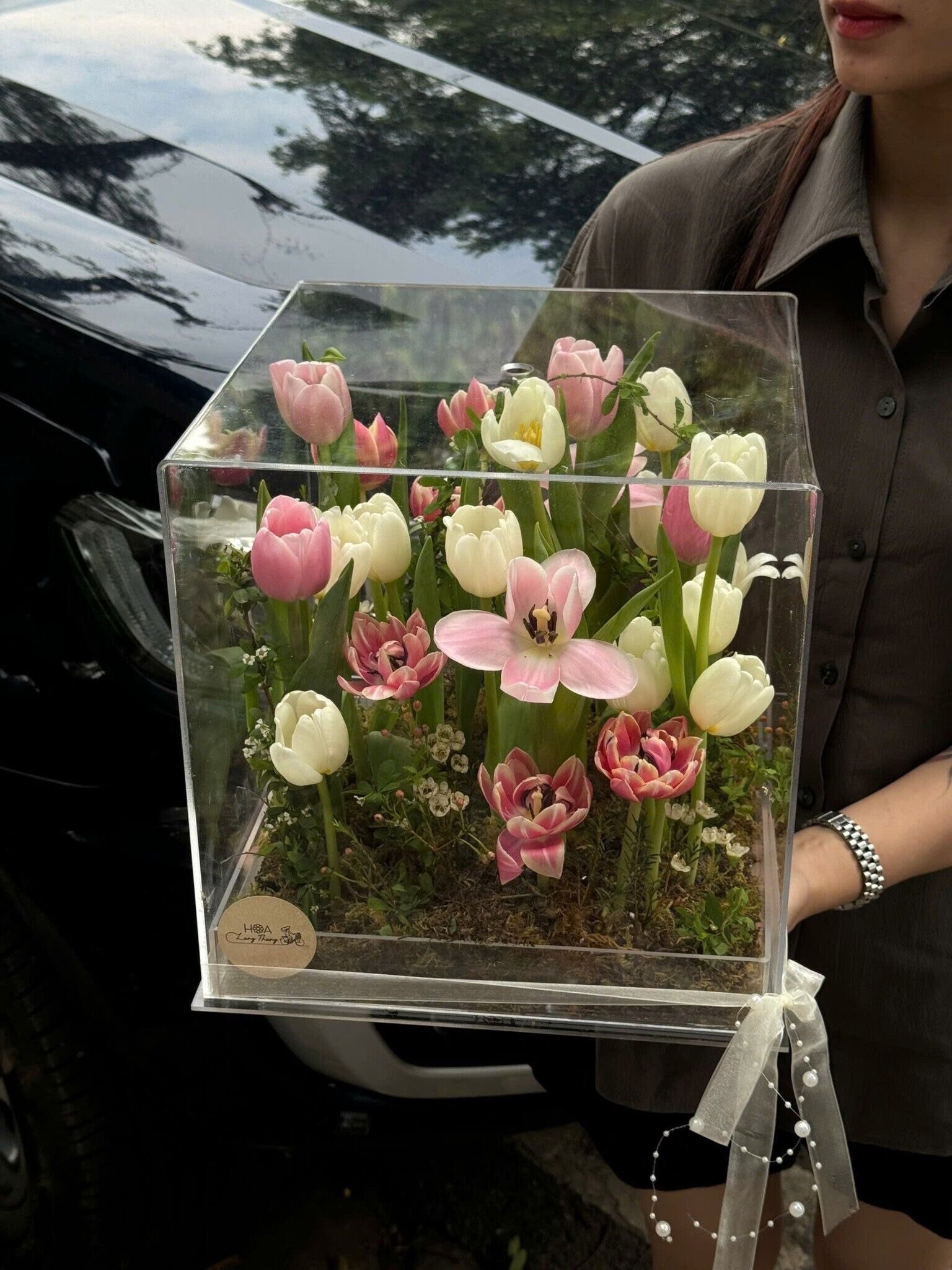 Chậu hoa tulip đủ màu sắc được cắm nghệ thuật trong hộp trong suốt
