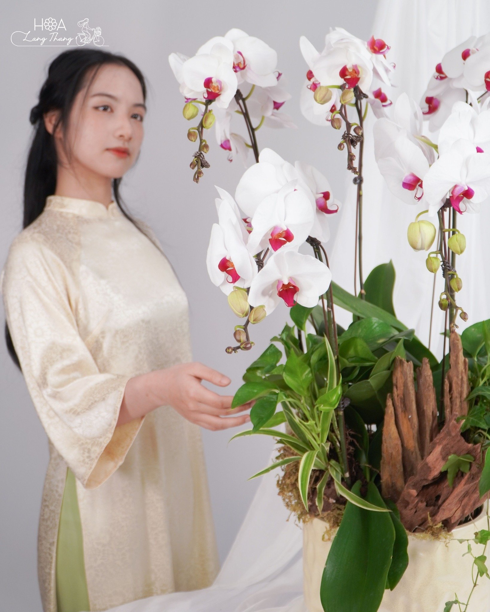 Cô gái mặc áo dài bên chậu hoa lan hồ điệp trắng kiêu sa, kiểu cắm sang trọng