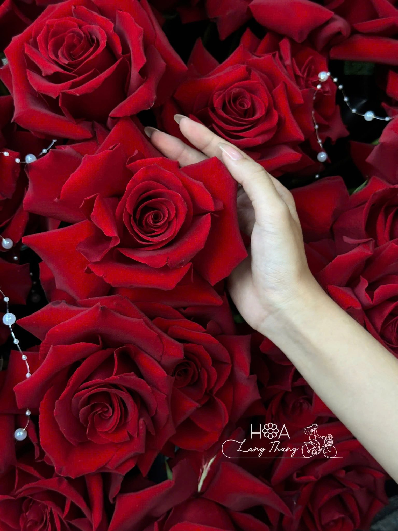 Tay cầm hoa hồng đỏ tươi, tạo cảm giác lãng mạn và sang trọng