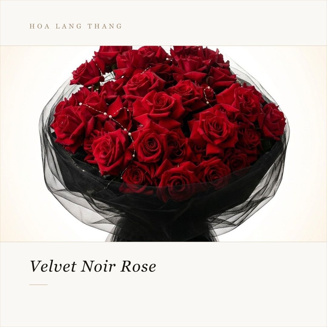 Bó hoa hồng đỏ Velvet Noir sang trọng với tông màu chủ đạo là đỏ