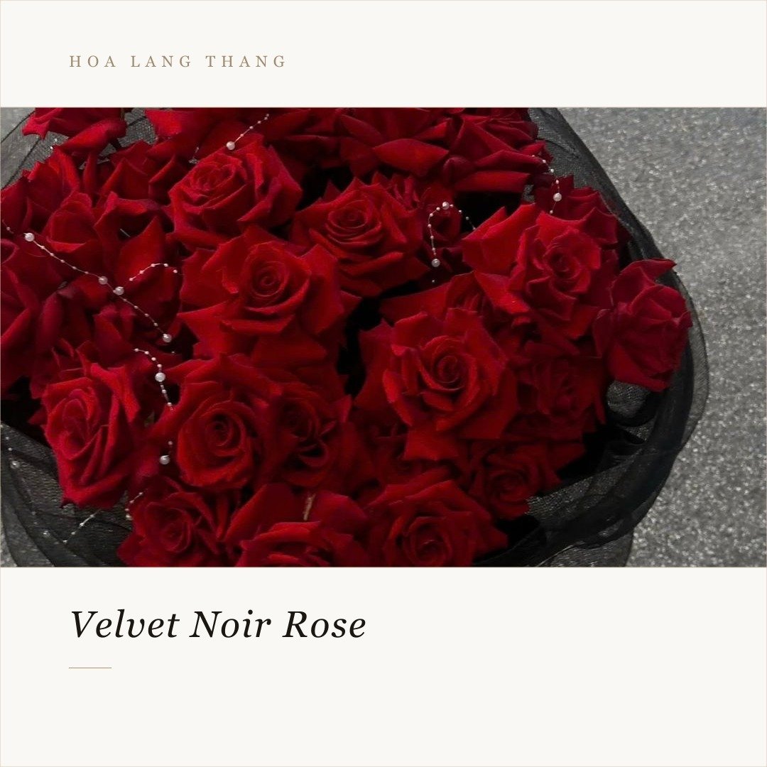 Bó hoa hồng đỏ Velvet Noir sang trọng với kiểu cắm trang nhã