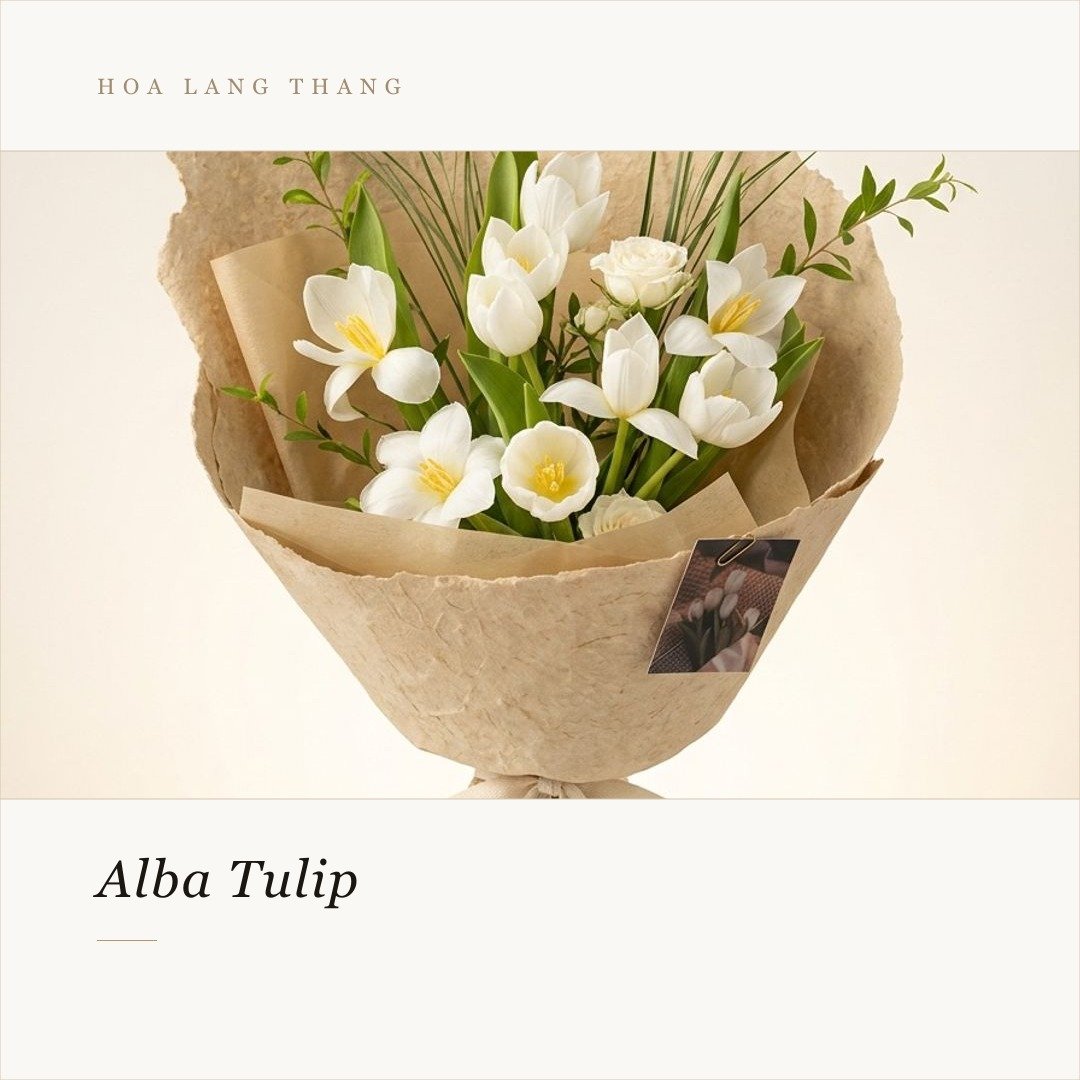 Bó hoa tulip trắng, tinh tế với nhiều kiểu dáng độc đáo, phù hợp cho nhiều dịp