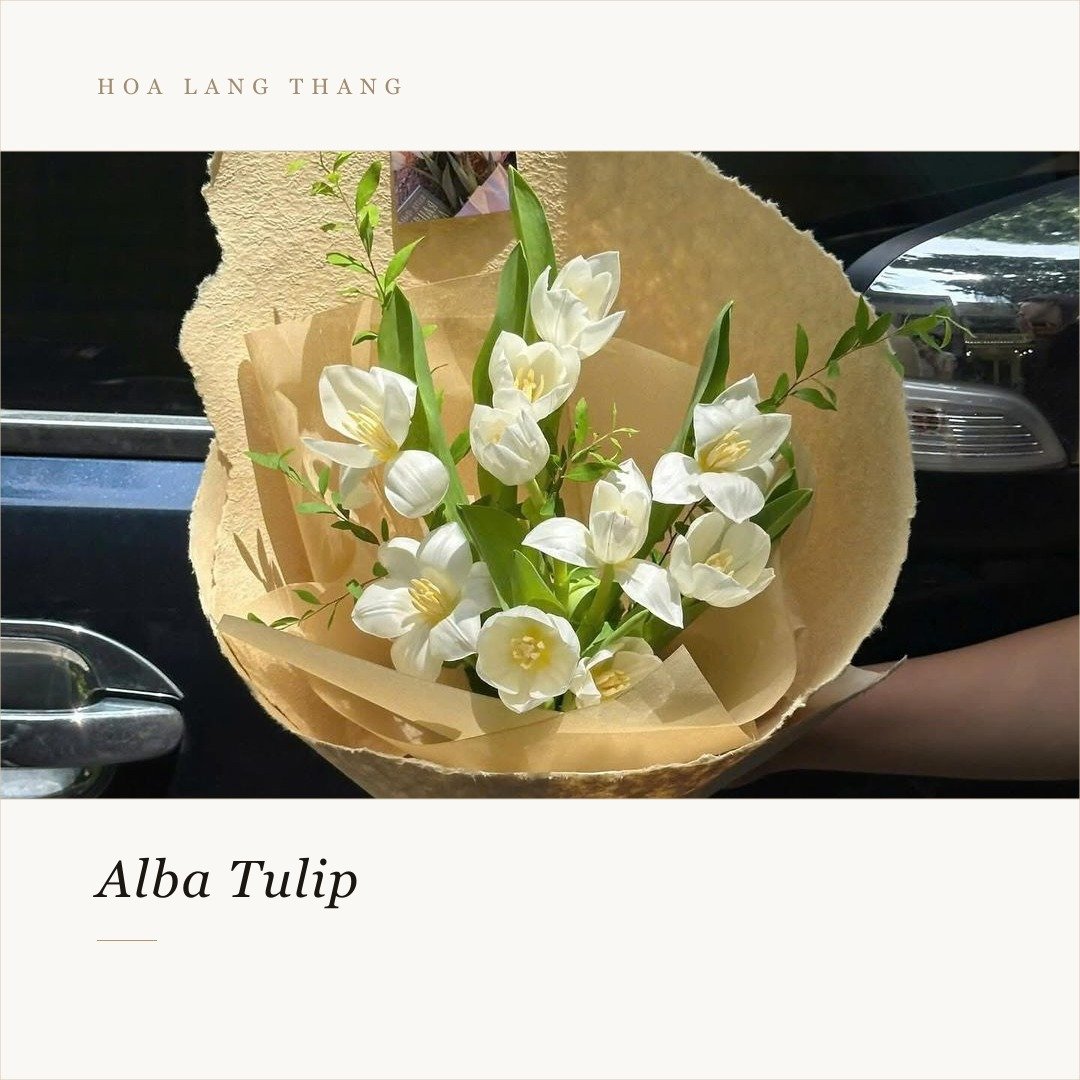 Bó hoa tulip trắng thanh lịch, cắm đơn giản, phù hợp cho nhiều dịp