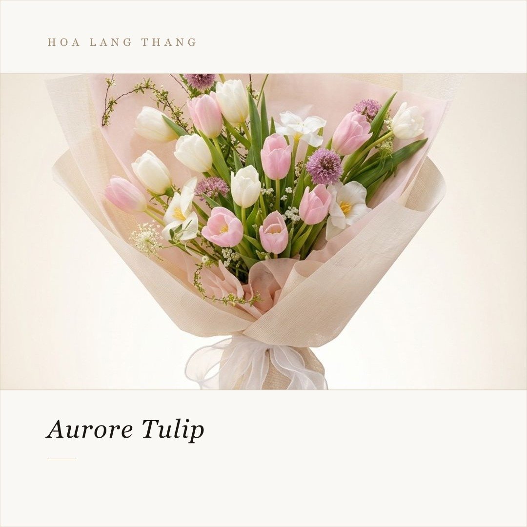 Bouquet hoa tulip màu hồng và trắng cắm đẹp mắt, thích hợp cho nhiều dịp