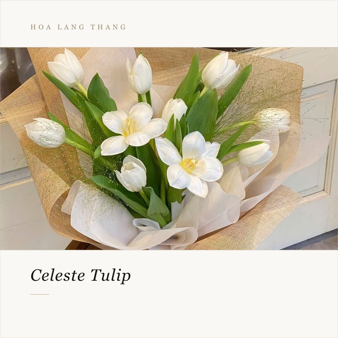 Bó hoa tulip trắng cắm nghệ thuật, phù hợp cho nhiều dịp