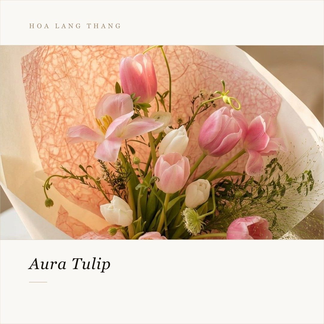 Bó hoa tulip và lan dịu dàng, thích hợp cho nhiều dịp