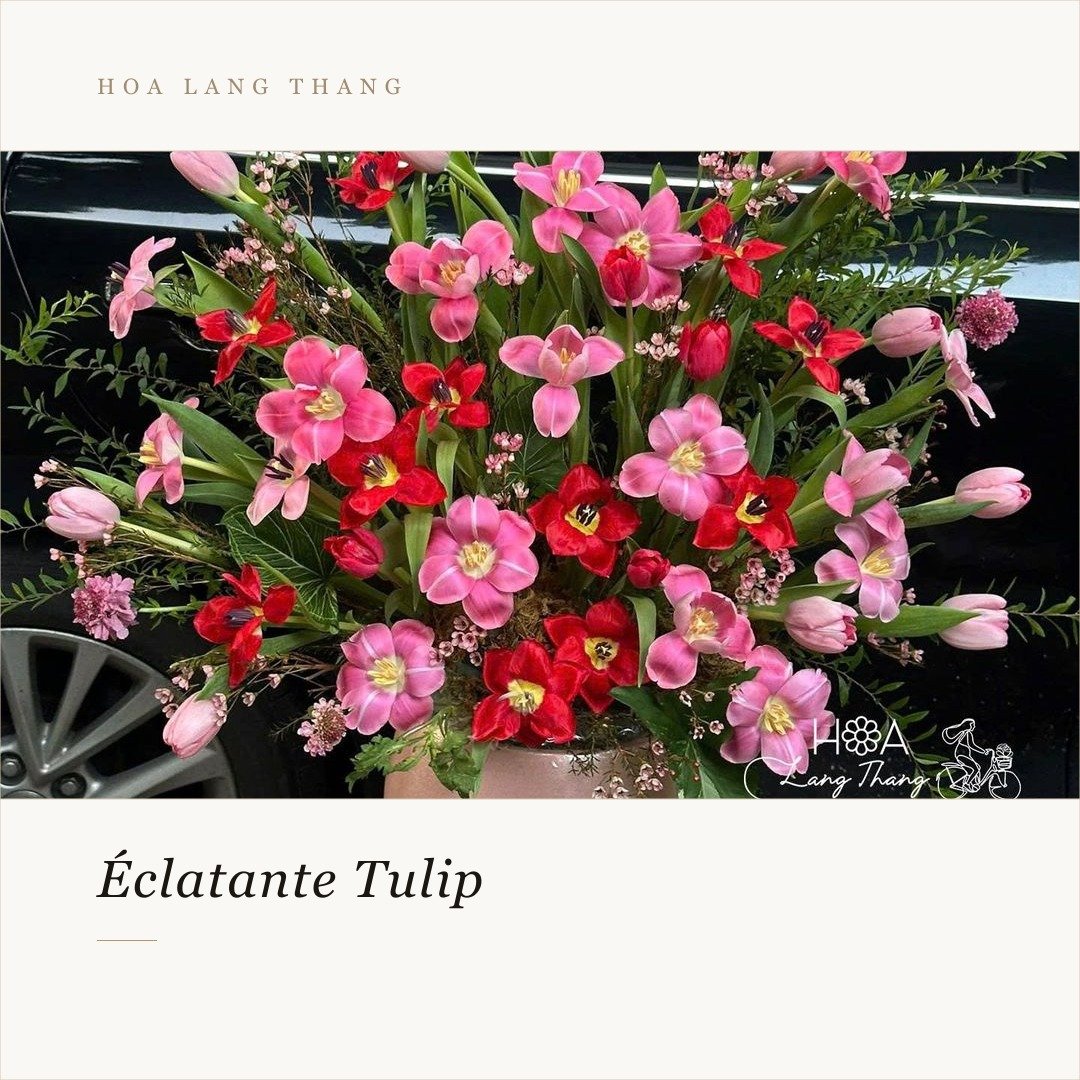 Chậu hoa tươi với tulip, <a href=