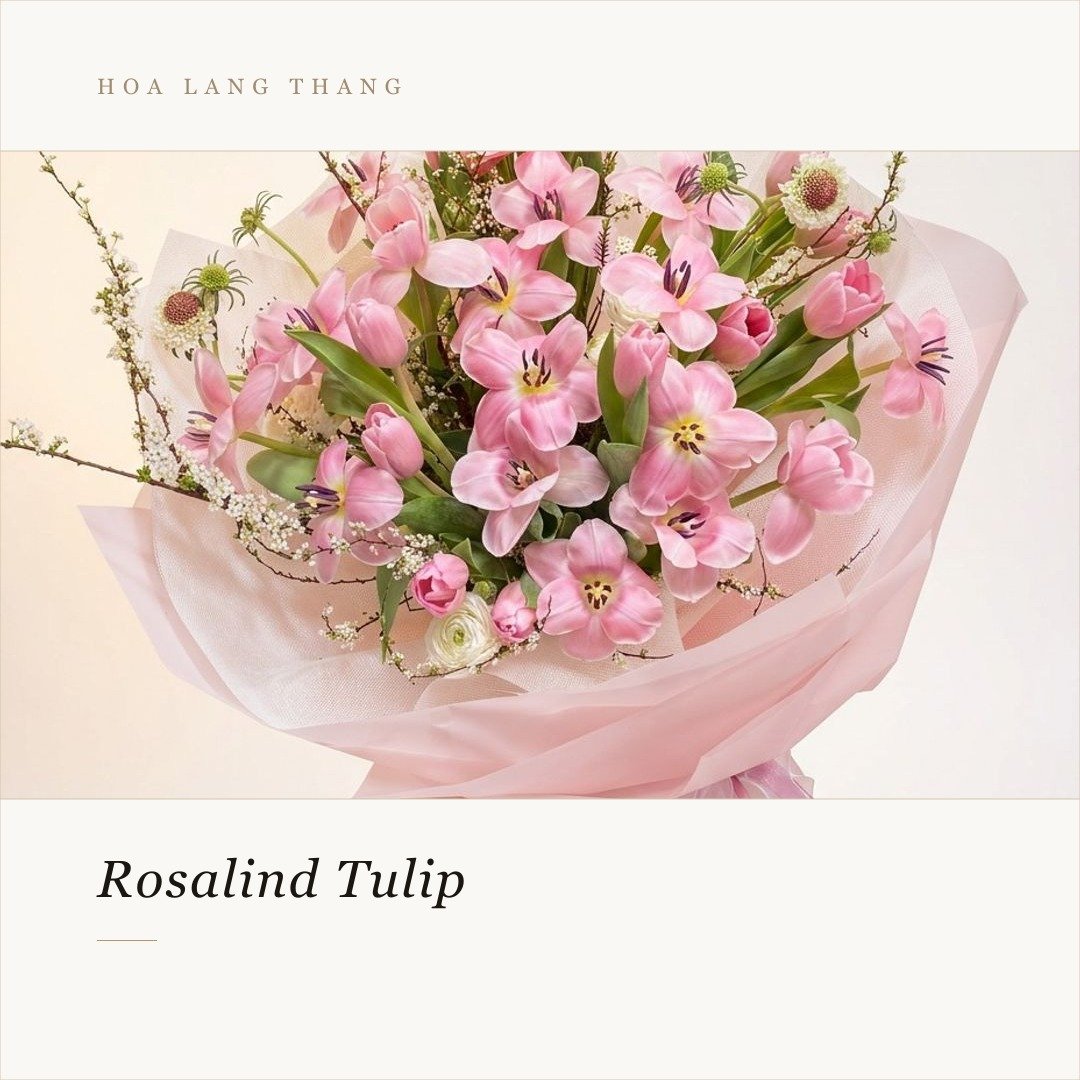 Bó hoa tulip hồng tươi đẹp, thích hợp làm quà tặng, trang trí không gian