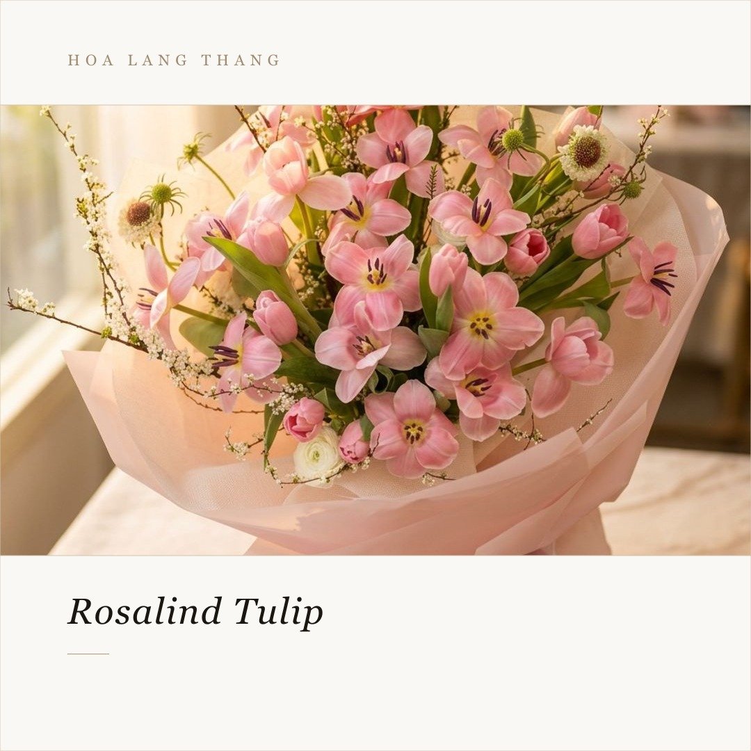 Bó hoa hồng phấn và tulip đẹp, phù hợp cho nhiều dịp
