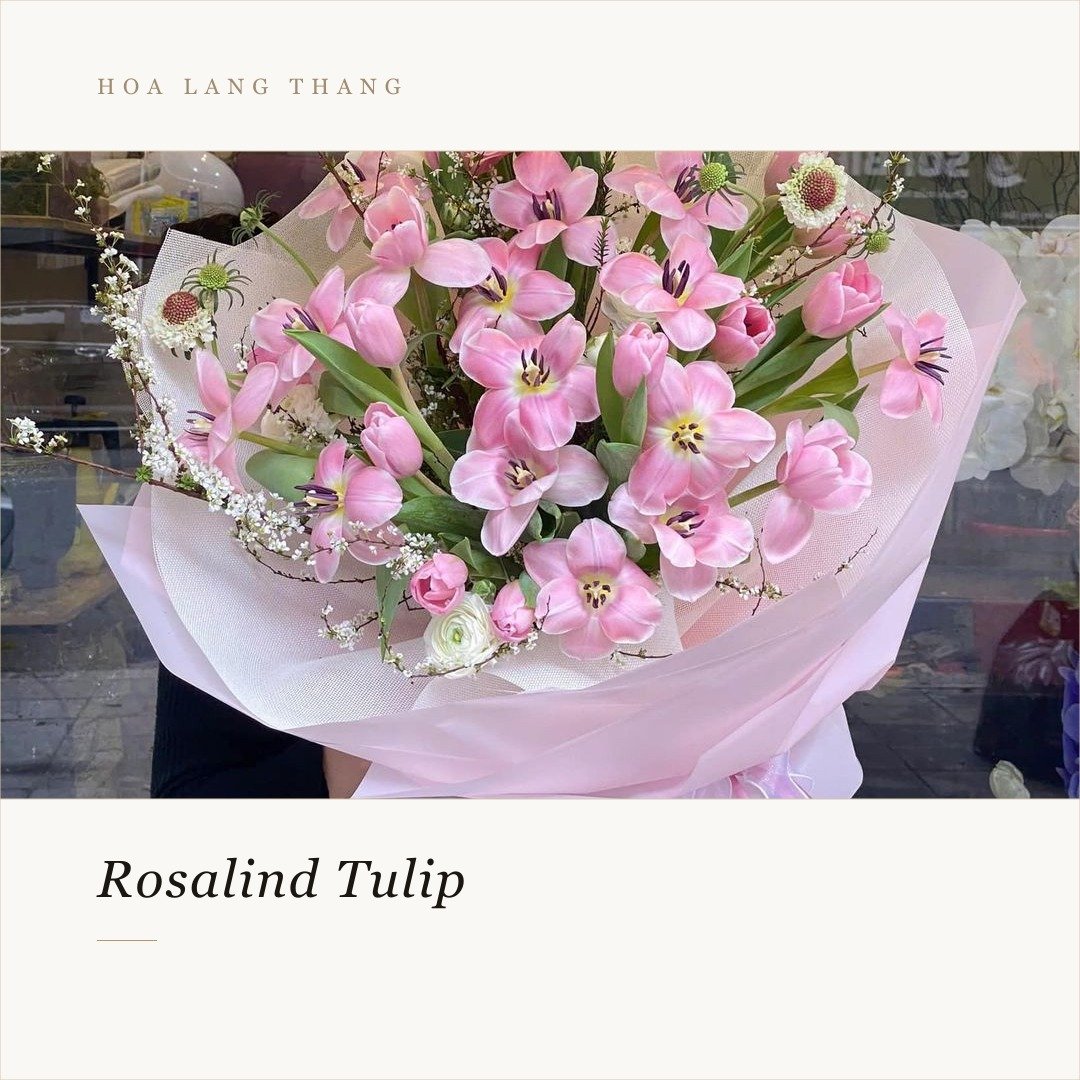 Bó hoa tulip hồng nổi bật với kiểu cắm tinh tế, tôn lên vẻ đẹp dịu dàng