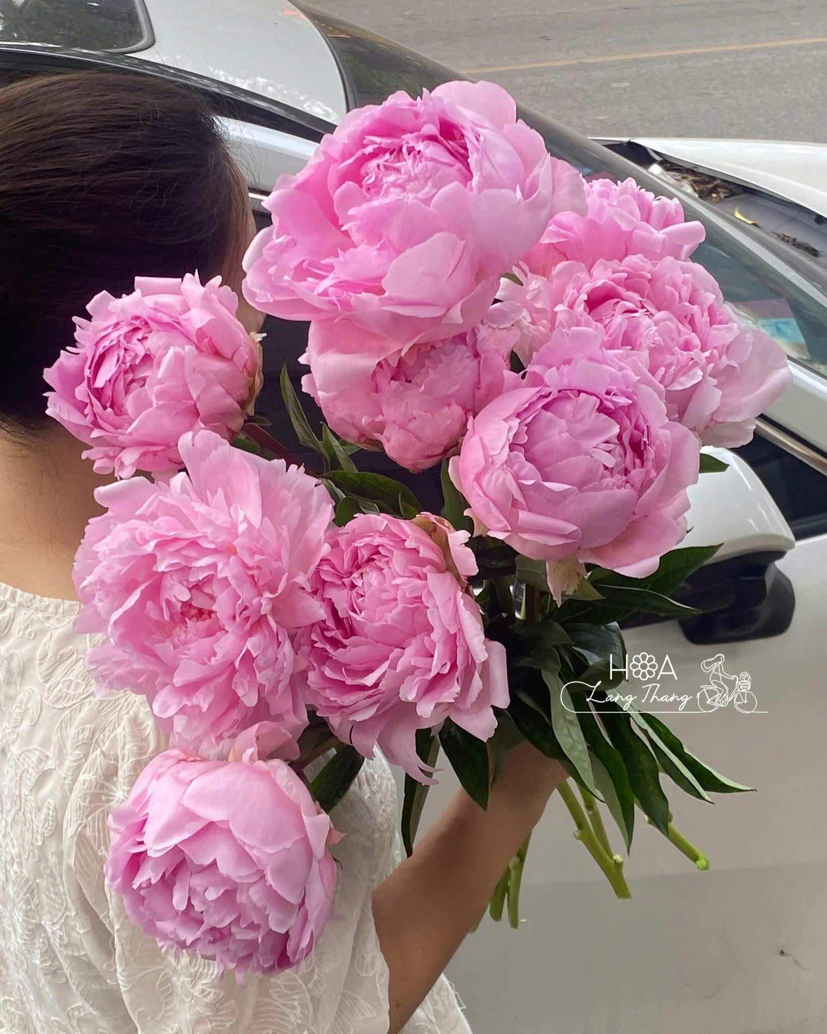Bó hoa peony hồng mộng mơ, rực rỡ sức sống