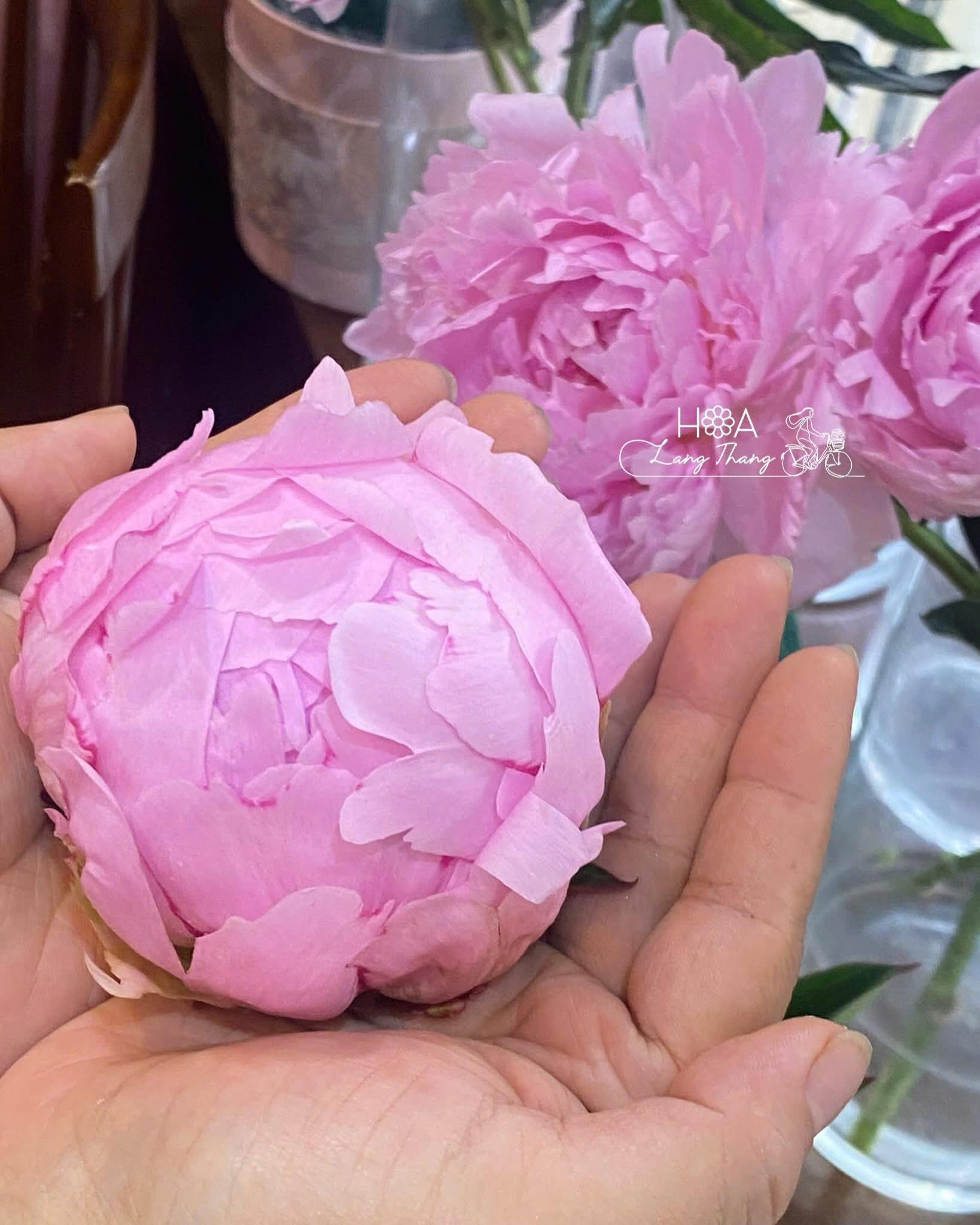 Bông hoa peony hồng xinh đẹp trong lòng bàn tay, kiểu cắm tự nhiên
