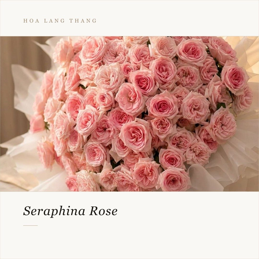 Bó hoa hồng Seraphina hồng đẹp mắt, kiểu cắm sang trọng