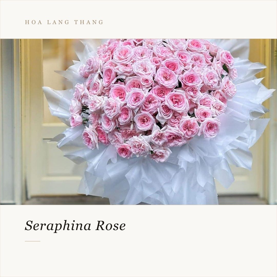 Bó hoa hồng Seraphina màu hồng nhẹ nhàng, cắm tinh tế, thích hợp cho nhiều dịp