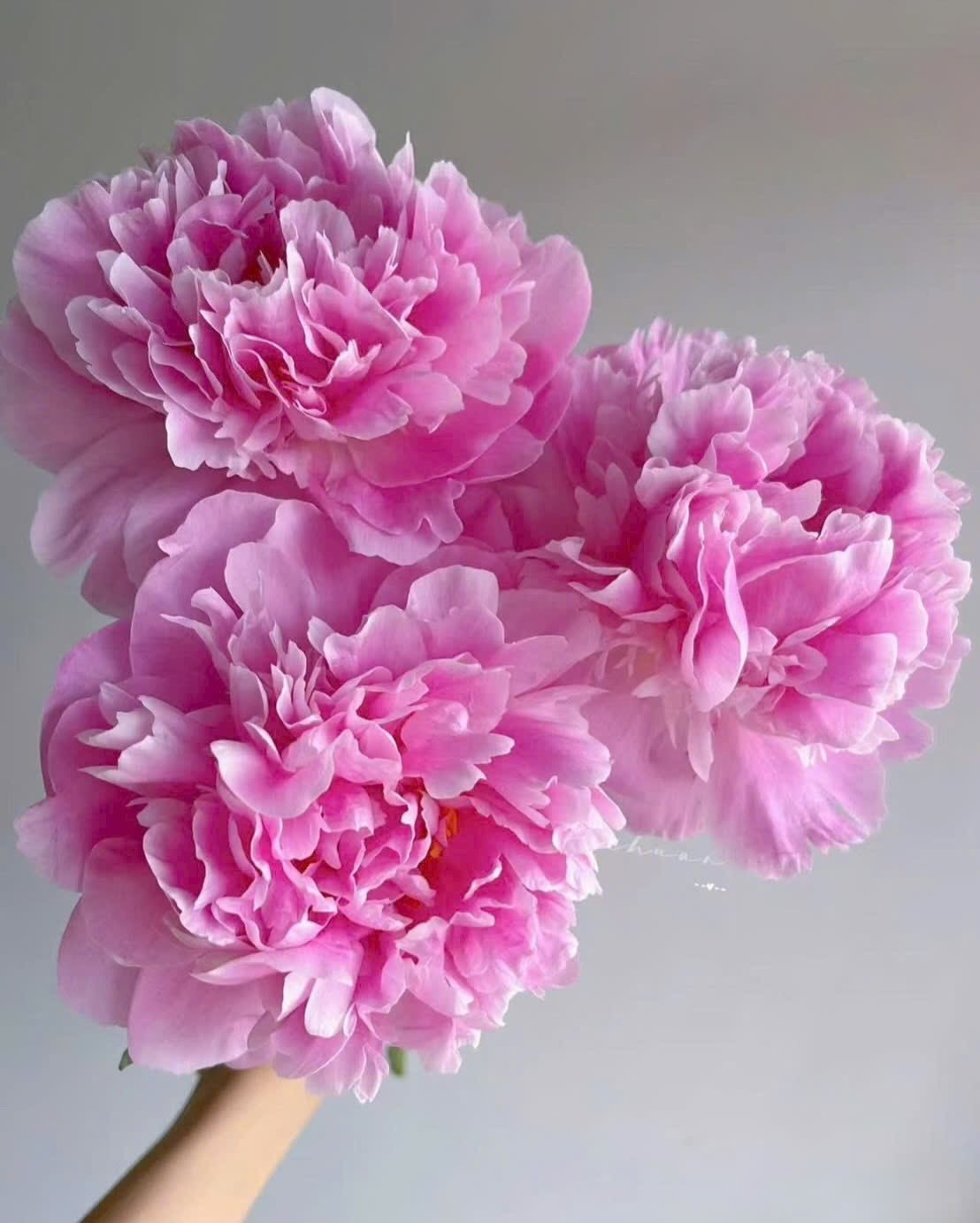 Bó hoa peony hồng rực rỡ, kiểu cắm tay đẹp mắt, thích hợp trang trí