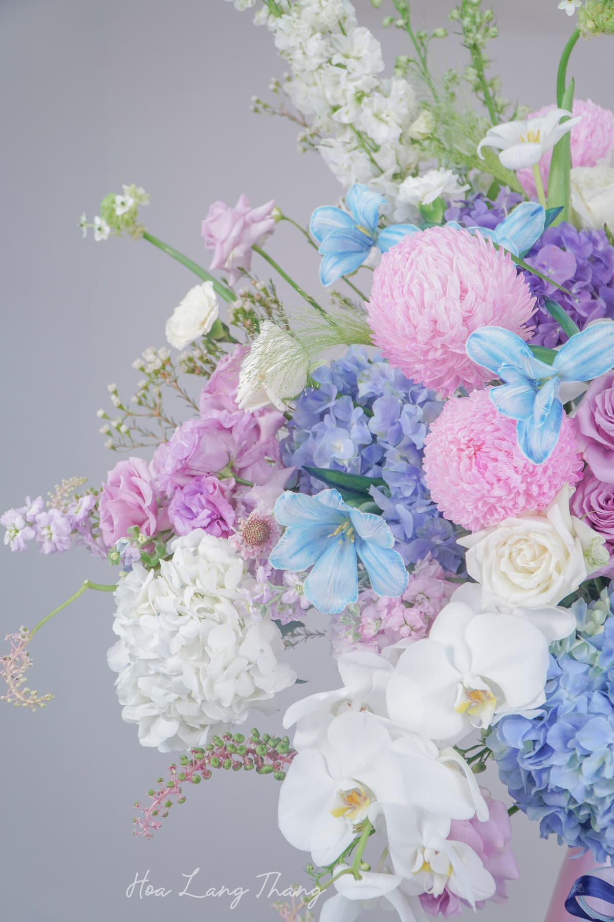 Lan hồ điệp nhập khẩu Celeste Orchidée tại Hà Nội | Hoa Lang Thang